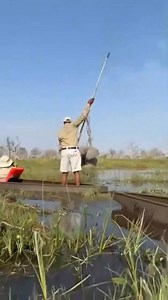 55K views · 495 reactions | African elephant safari in Botswana's Okavango Delta | African Safari Guide | Facebook