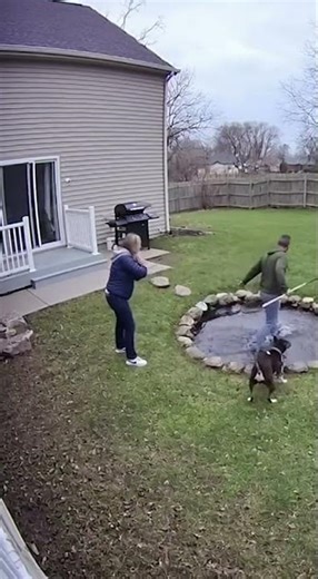 CCTV Footage Captures Swan Attacking Woman Near Backyard Pond — Homeowner Rushes Out With a Stick