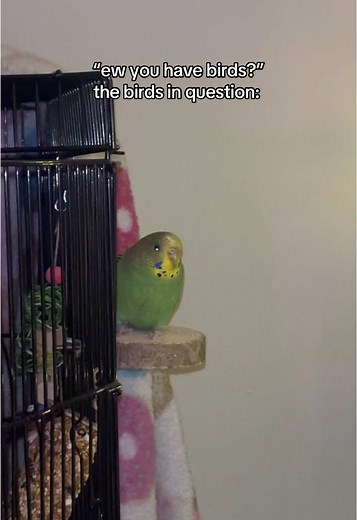 my babies #fyp #foryou #babybirds #parakeets #trending #birdsoftiktok #animalsoftiktok #cute #parakeetsoftiktok #budgies #fy #trending