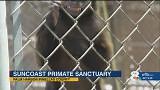 Hidden gem in need of donations: Suncoast Primate Sanctuary Foundation in Palm Harbor