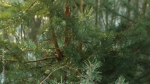 Pine tree needle leaves. Nature background. Green pine branches. Pine background. Closeup. Pine tree dense forest. Young pine tree. Forest background. Evergreen tree. Branches of coniferous tree