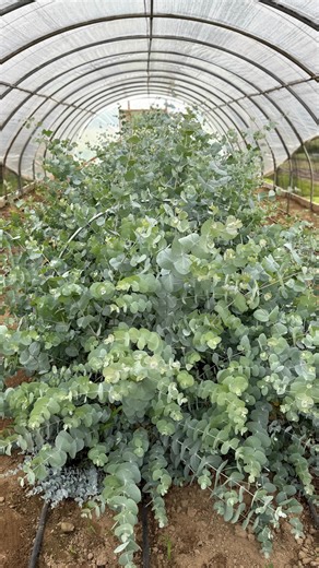 Here’s how to prep my overwinter eucalyptus. Some of these plants are 3 years old, some are a big younger. We currently grow: Silver drop Silver dollar Small leaved gum Silver plate Baby Blue (my least fav) | Hard Scrabble Blooms