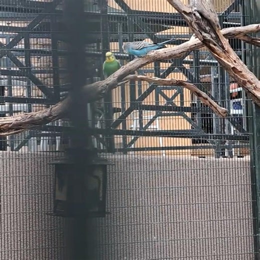 Parakeets possess superior vision compared to humans because they are tetrachromatic.Vibrant vision