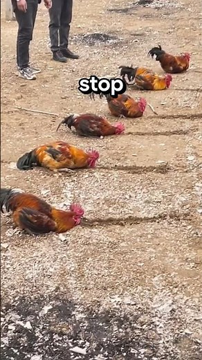 Don’t draw a Straight Line in front of a chicken!
