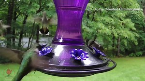 11K views · 2.2K reactions | Ruby-throated Hummingbirds - Busy day at the hummingbird feeders! Love to see and hear them zipping around! I think there are at least 5 on it at once at one point!! What a great birdie day!! #birds #hummingbirds #birdwatching #birding #nature #wildlife #photography #video #beauty #kalamazoo #love Also view on Youtube at: https://youtu.be/6nLzV4cSjNw | The Bird Perch | Facebook