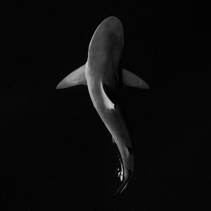 hunterdaman123 - Twitch