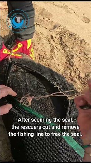 Seal Wrapped In Fishing Line #shorts