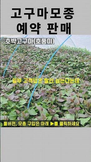 호풍미 드디어 출하 임박 고구마모종 성장억제 #고구마모종