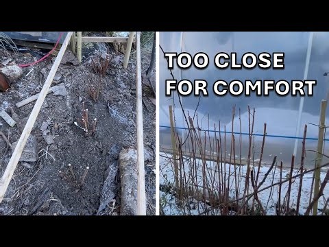 Moving Raspberries to a Better Spot (New Bed Build)