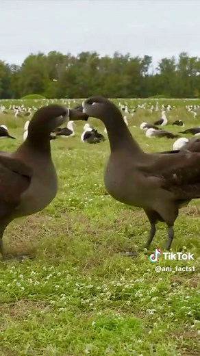 The Incredible Journey of the Black-Footed Albatross