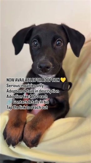 🐾 Meet Mike & Argyle – Doberman Puppies Available for Adoption 🐾Mike and Argyle.... Details below 👇