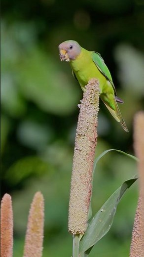 Plum-headed Parakeet (Female) feeding on seeds