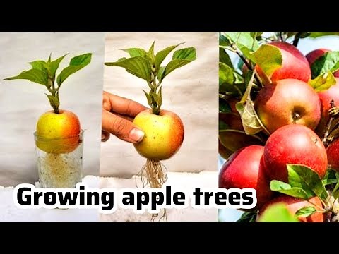 How to grow apple trees in plants | growing apple trees from seed
