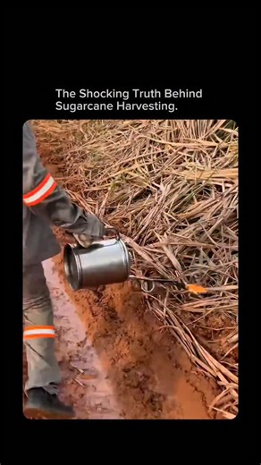 EraScope on Instagram: "Why Farmers Burn Sugarcane Fields Before Harvest In many sugarcane-growing countries, farmers deliberately set fire to sugarcane fields just before harvest. To someone seeing it for the first time, it looks destructive—but it is actually a smart, controlled farming technique used to make harvesting faster, safer, and more efficient. Sugarcane plants are tall and covered with dry, sharp leaves that can cut skin and hide snakes, insects, and rats. When the field is burned,