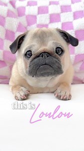 A little introduction to Loulou, our beloved potato 🥔✨ #pug #dog #dogsofinstagram #pugsofinstagram #WeeklyFluff | Loulou the pug