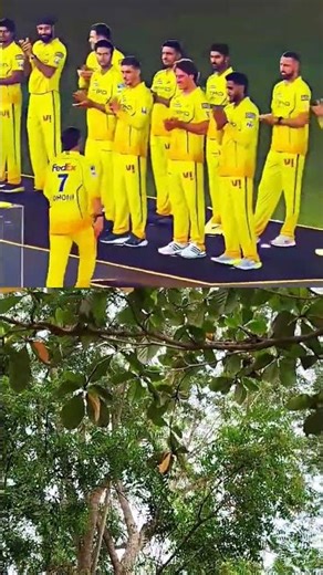 CSK Dhoni mass entry