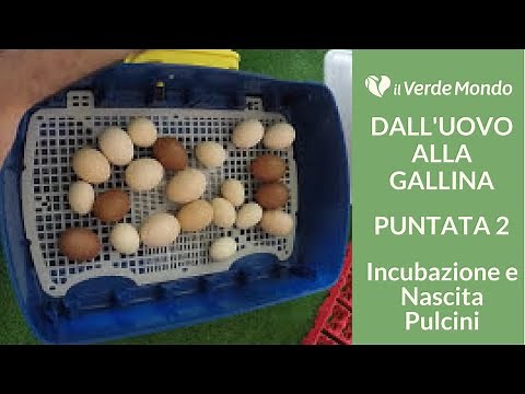 Pulcini: Incubazione e Nascita | Dall'uovo alla Gallina | Puntata 2