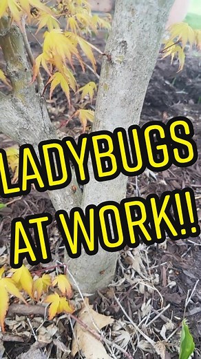 Reply to @jayevd Ladybugs only breed this quickly and intensely when food is in abundance!#OneStepCloser#gardening#WidenTheScreen#ladybug#horticulture