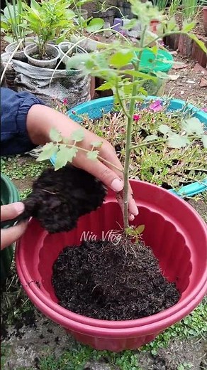 Moving Tomatoes to Bigger Pots 🍅