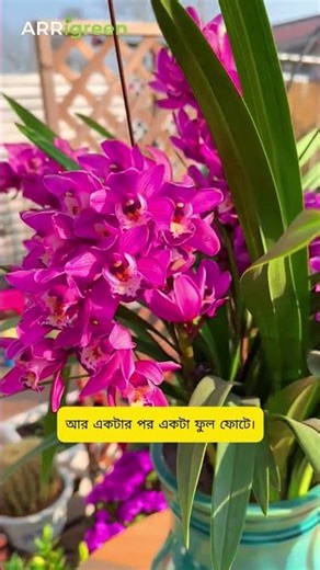 I Never Use Fertilizer, Yet My Plants Bloom Constantly 🌱 (Natural Liquid Fertilizer Hack)