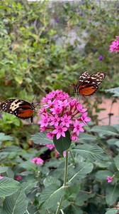 Can you spot the butterfly’s proboscis? 👀🦋 This long, straw-like tongue acts like a built-in drinking straw, helping butterflies sip nectar from flowers with ease! 🌸✨ | Butterfly Wonderland