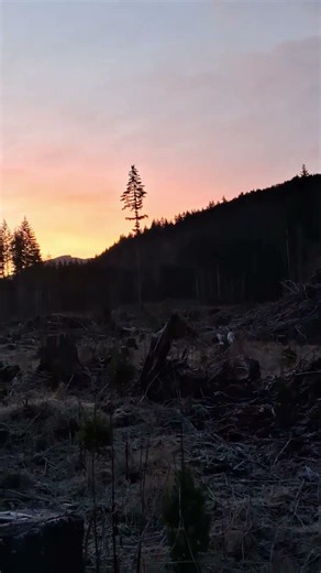 #skyrim haunted forest mod. PC only. #skyrimmods