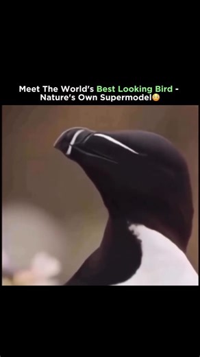 Wild on Instagram: "The Razorbill isn’t just a seabird; it’s pure elegance in feathers. With its bold black-and- white plumage, striking beak, and graceful presence, it easily earns the crown as one of the most stunning birds on Earth Found along North Atlantic cliffs, this beauty dives deep with unmatched agility, proving that nature truly has its own masterpieces. . . . #trendingreels #didyouknow #mindblowing #nature #forest unexplored earth viral explore facts usa razorbill"