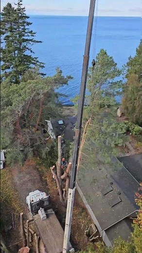 Large tree removal with crane