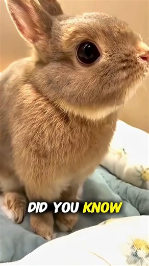 How Can Rabbits See Without Turning Their Heads? 🐰👀 #wildlife