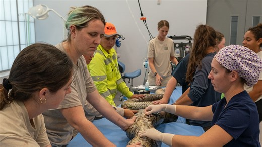 Python surgery: How a transmitter is implanted into the invasive snake.