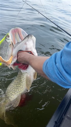 Especially during the warmer months off the year we prefer to hand-land fish, imho the process of landing and releasing is faster this way and has less impact on the fish. They might jump and fall back into the water but that’s better than thrashing around in the boat or inside a net where it can start ripping and tearing. Also, there is no circulation when the gills can’t move due to entanglement in the net, something that is a big factor too. Just my 2 cents on the topic of landing fish, I hon