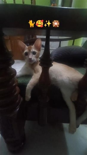 Happy Ayudhapooja &Saraswathy pooja /funny cat,/comedy shorts /cat lover /shorts feed /yt shorts