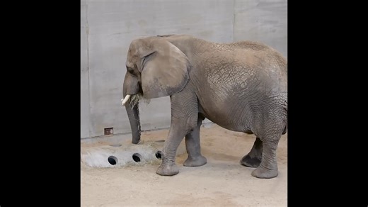 It was a tense morning at the Milwaukee County Zoo when Ruth, one of the facility’s three African savanna elephants, fell in her outdoor habitat and was unable to get up. Zoo officials say a herdmate’s aggressive behavior caused Ruth to lose her footing on a log and fall onto her side. Although she tried to get up on her own, her age and position made it difficult. All three members of the zoo’s elephant herd are in their 40s and considered geriatric. The Association of Zoos and Aquariums lists 