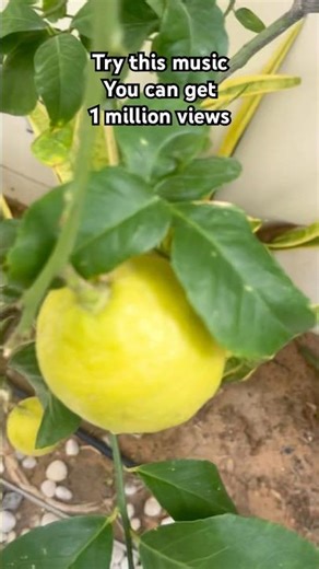 Lemon #tree #nature #have #loop #video #viral #1million #viwe ☺️😱