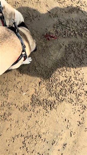 Yash Suneja on Instagram: "Bruno playing with crabs at Puri Beach 🐶🦀🌊 Curious paws, salty waves & pure beach fun! 😄✨ #Bruno #PuriBeach #BeachFun #DogAtBeach #CrabTime #PetAdventures #BeachVibes #PawsAndWaves #PetTravel #HappyDog #SeaSideMoments"