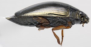 Whirligig Beetles Are Skimmers That See Above and Below the Water Simultaneously