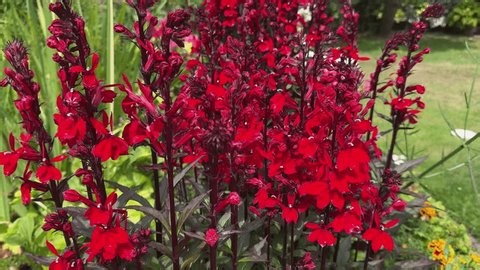 clip-4006028081-cardinal-flower-queen-victoria-vivid-scarlet-blooms