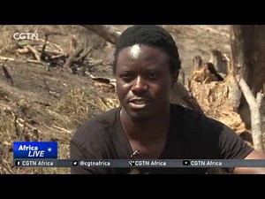 Loggers pose threat to Tanzania's precious trees, wildlife and communities