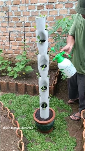 Planting vegetables in vertical pots from PVC pipes