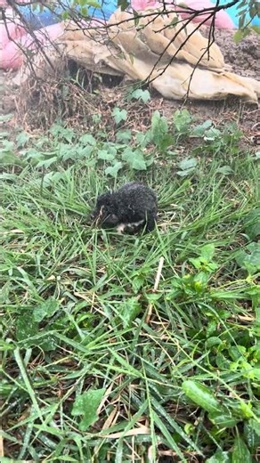 Cute dog Cold puppy #kiki #puppy #cat