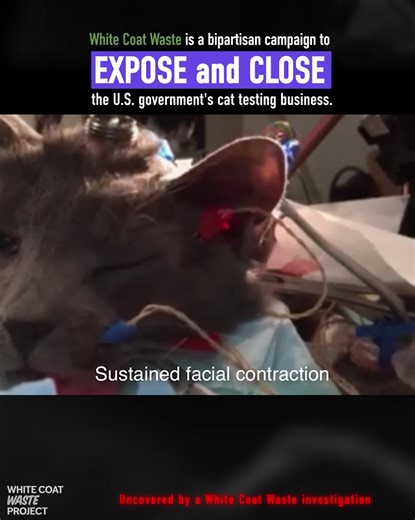 4.6K reactions · 1.3K comments | WCW INVESTIGATION: The Dept. of Defense (DoD) abuses cats. It pays a lab to ELECTRO-SHOCK cats, give them erections, and ram marbles up their anuses. Your tax bill? $10M! First, White Coat Waste ended kitten testing at the USDA—the fed’s #1 feline lab. Then, we laid waste to all Veterans Affairs cat labs. Now, we’re fighting to send DoD-funded cat experiments to the litterbox of history! | White Coat Waste | Facebook