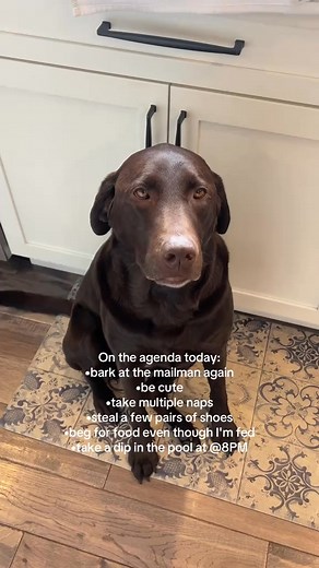 Typical lab type sh t #dogsotiktok #labradorretriever #chocolatelabrador #labrador #chocolatelab | Choco Nellie