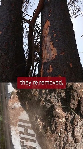 What happens after the fire? The long process to rebuilding Rowena