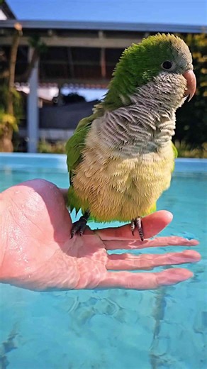 Adorable Parrot Enjoys a Refreshing Pool Bath