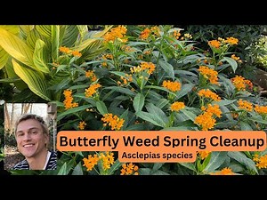 Butterfly Weed Asclepias spp. Spring Plant Preparation