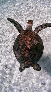 let’s dive in and discover them. #UnderwaterTales #UnderWater #OceanVibes #UnderWaterAdventure #OceanLife #UnderWaterExploration #DiveIn #OceanMysteries #UnderWaterMagic #UnderWaterWorld #DeepBlue #UnderWaterLife #OceanLovers #SeaLife #BeneathTheWaves #OceanTales #UnderwaterCreatures #DiveDeep #UnderWaterJourney #OceanDreams #UnderWaterVibes #UnderwaterPhotography #DiveInDeep #UnderwaterWorlds #OceanWonderland #MarineLife #UnderwaterEscape #UnderWaterAdventureTime #UnderwaterWonders #DivingLife 