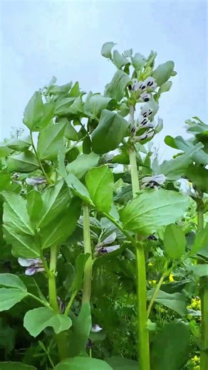 Quick Mixed Vegetable Recipe | Healthy & Tasty Sabzi in Minutes