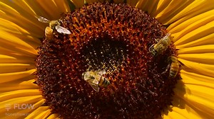 23K views · 2.6K reactions | Today marks the summer solstice in the Northern Hemisphere ☀️ and the winter solstice here in the southern hemisphere ❄️ Happy Solstice to all our beekeeping community ❄️ ☀️ No matter where we are in the world, we can all keep bees  | Flow Hive | Facebook
