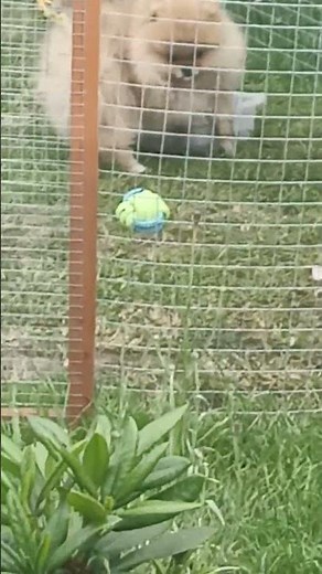 Pomeranian puppy loves water sale at pets4homes