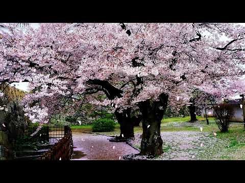 Cherry Blossom with Falling Petals Background Loop (Copyright Free)